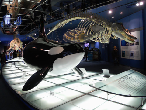 ���É�������