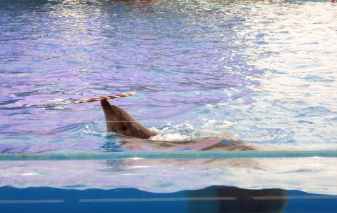 �C���J�̃t���t�[�v