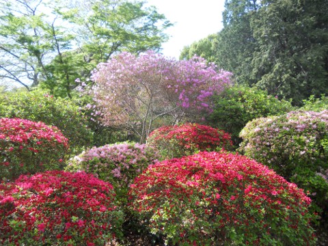 �������̕��i