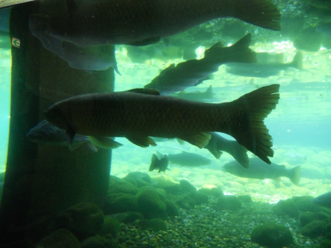 �x�m�N���̗�������