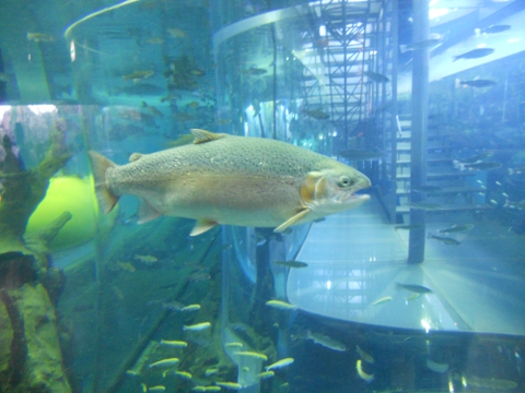 �x�m�N���̗�������