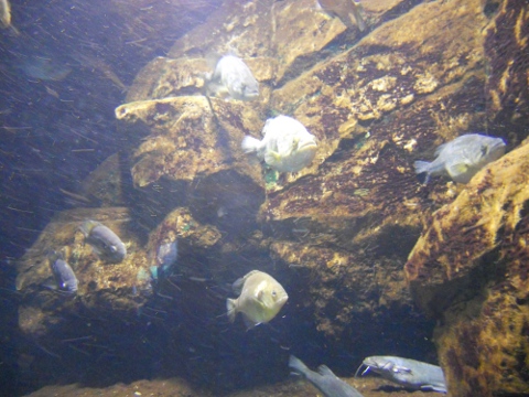 �x�m�N���̗�������