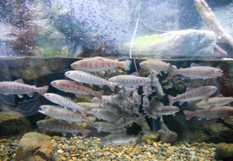 �x�m�N���̗�������