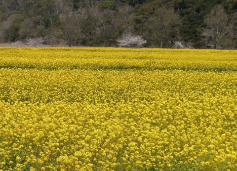 ���P�J��