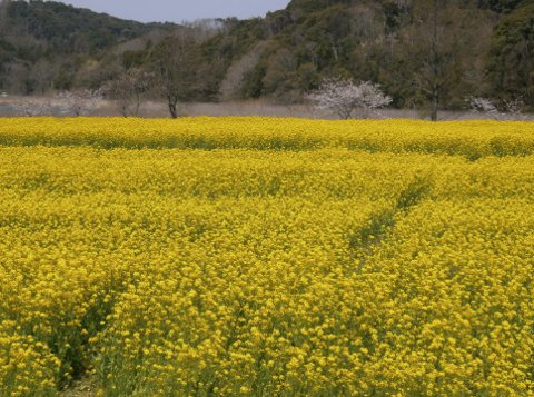 ���P�J��