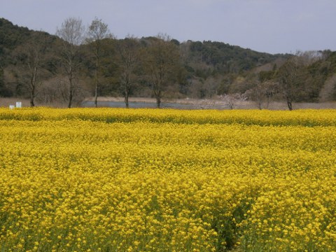 ���P�J��