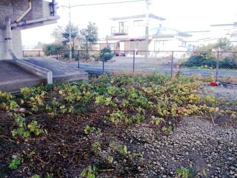 �V�䊷�C���̐��|�O�̉摜�ł�